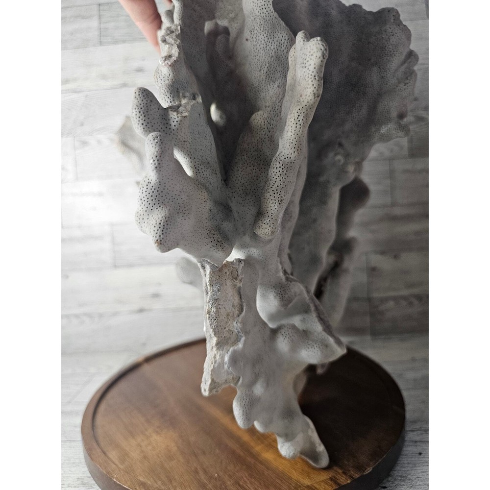 Large Natural Coral Specimen