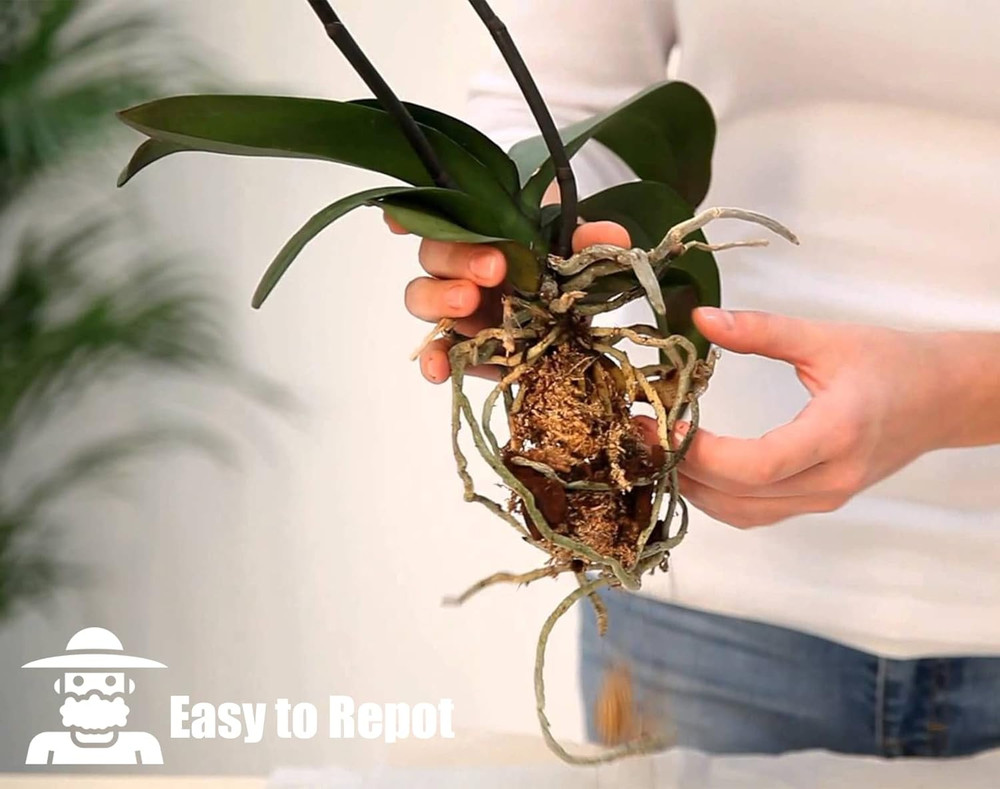 Orchid Bark for Plants, Organic Pine Bark for Proper Root Development for Phalae