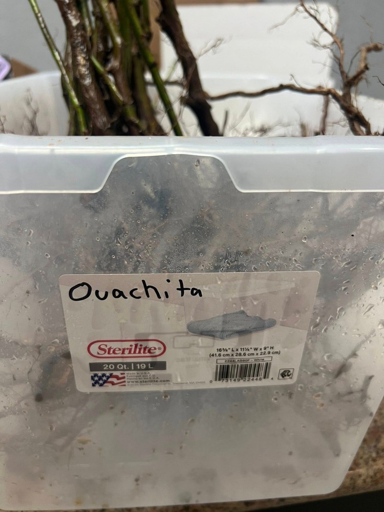 Ouachita Blackberry Bare Root Plants (10 Pack) - Thornless