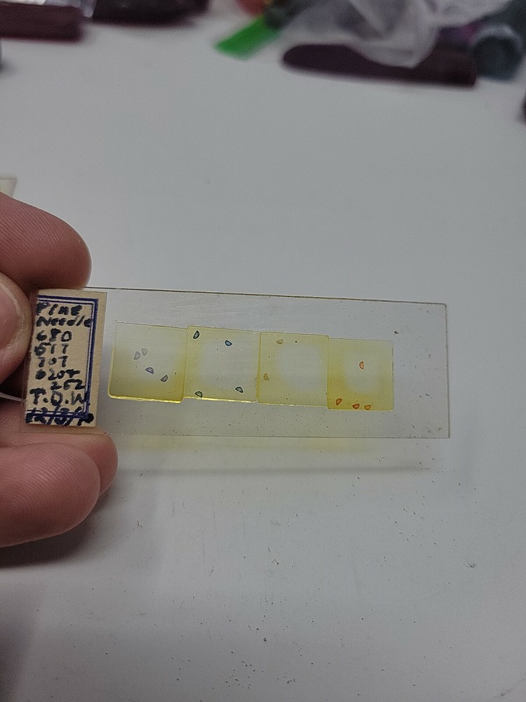 Vintage Microscope Slide 1940