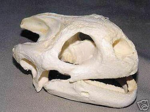 GALOPAGOS TORTOISE Skull REPLICA