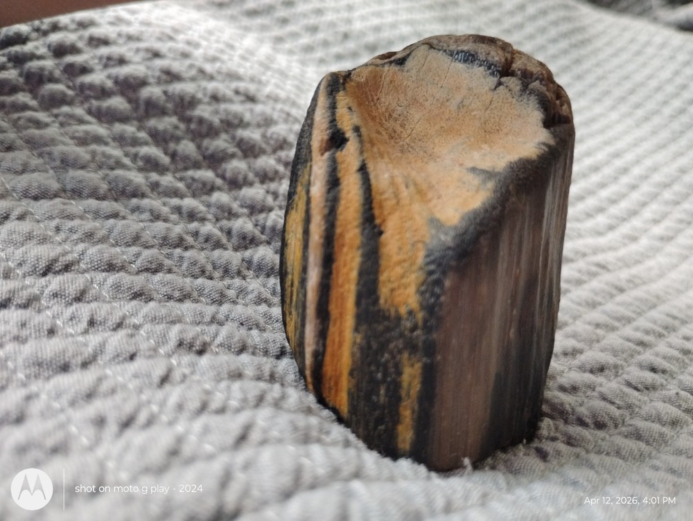 petrified wood rough united states