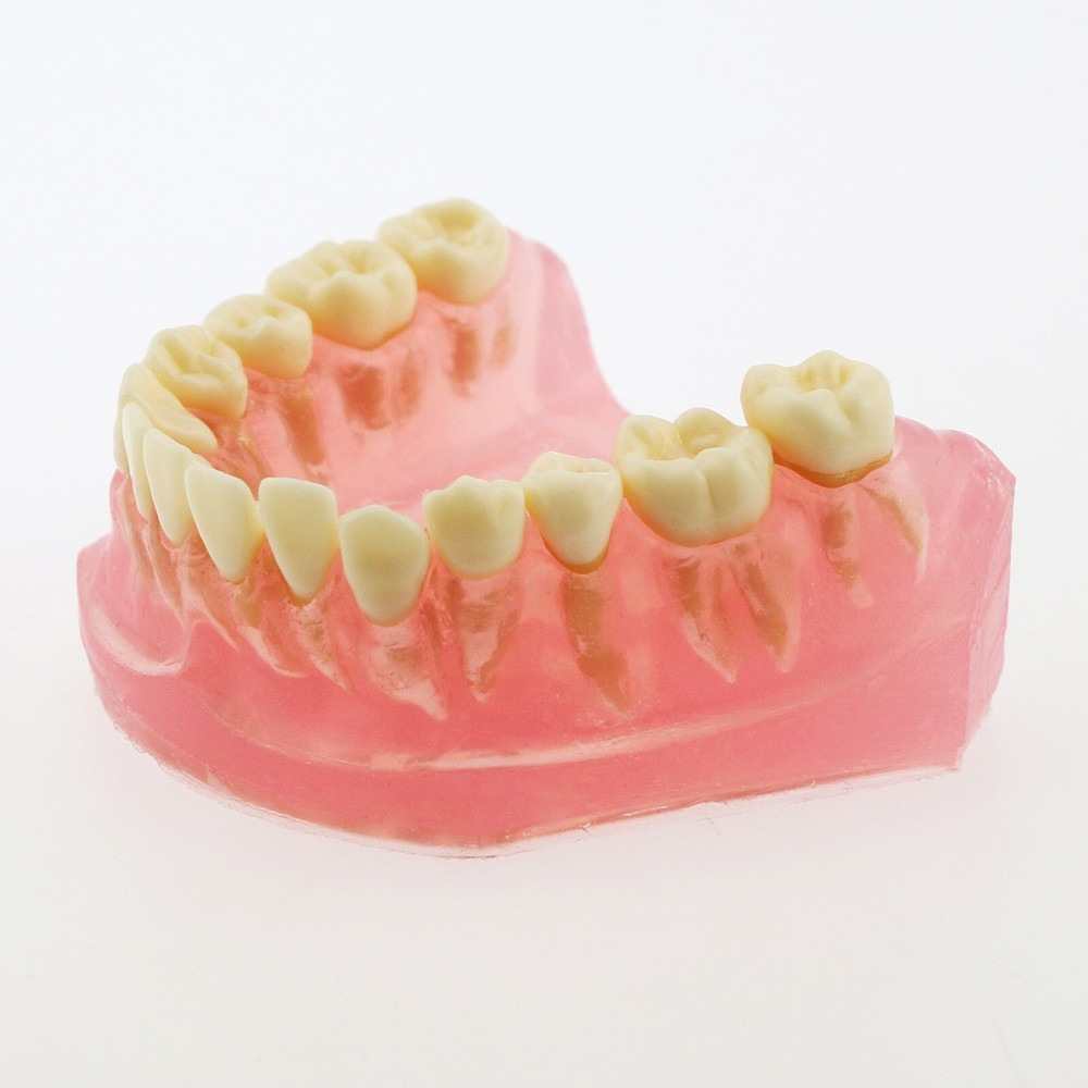 Dental Typodont Practice Removable Standard Teeth Model M7008 with Spare Teeth