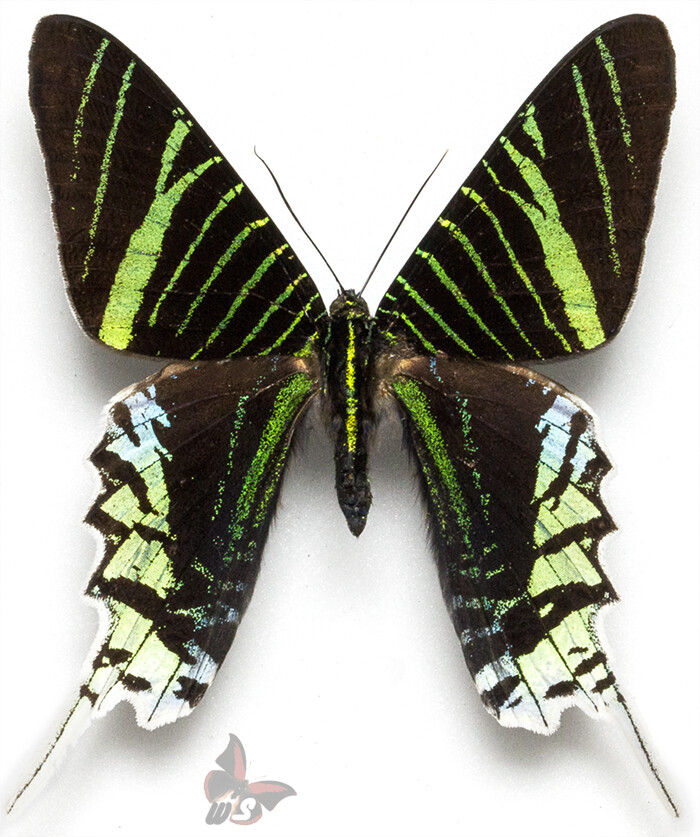 Urania leilus, UNMOUNTED butterfly