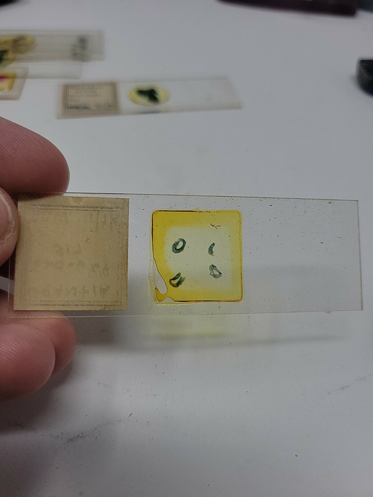 Vintage Microscope Slide 1940