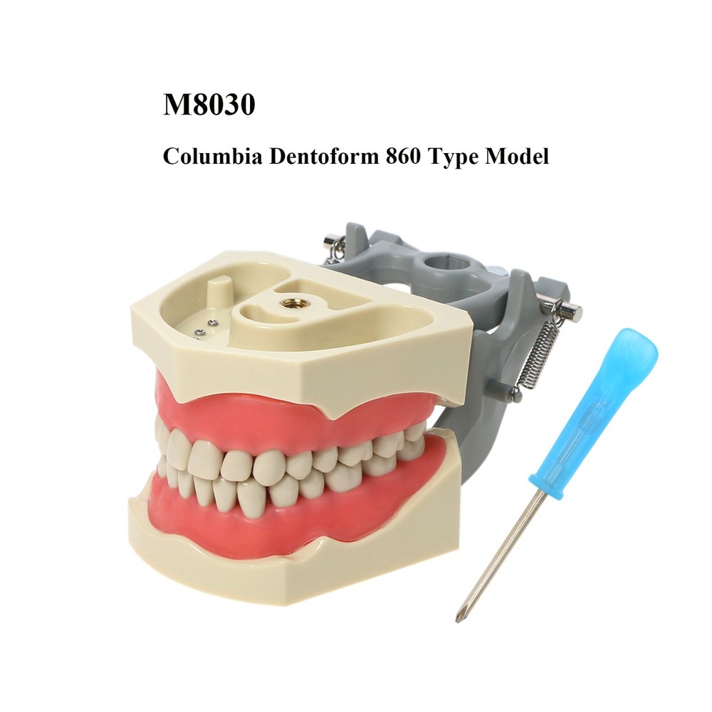 US Columbia Dentoform 860 Type Dental Typodont Model 32pcs Removable Teeth Model