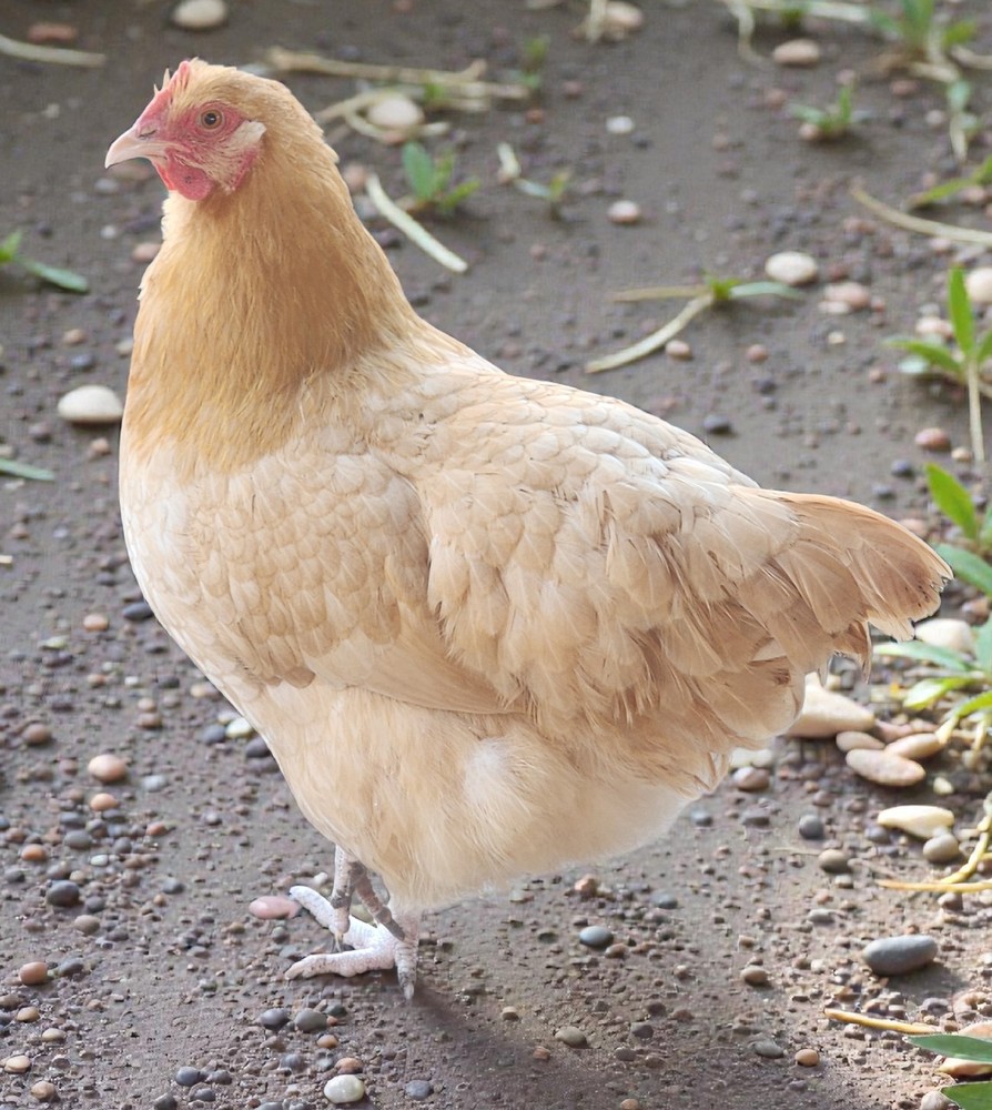 Buff Orpington Fertile Hatching Eggs 12+ NPIP Certified