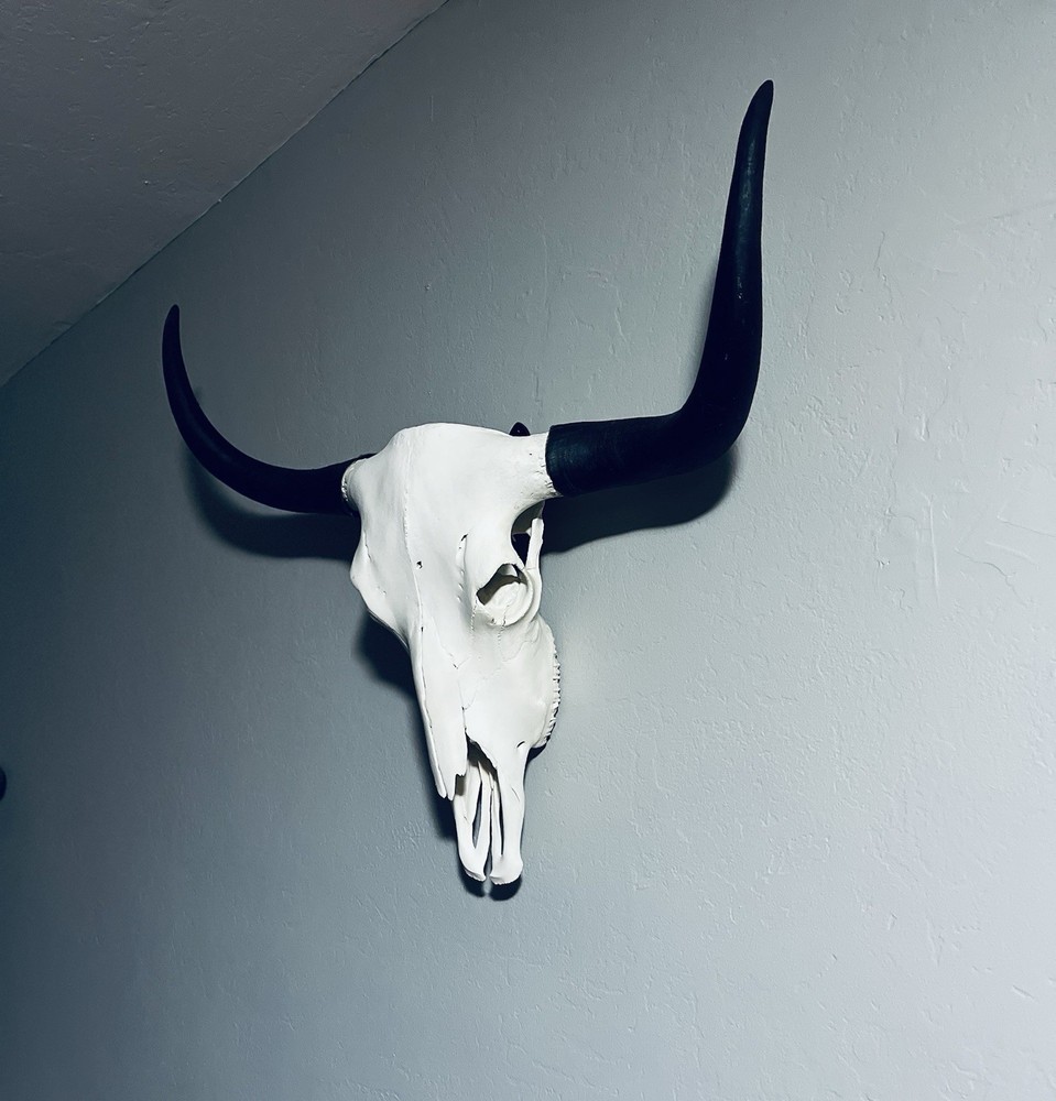 XL Yak Skull