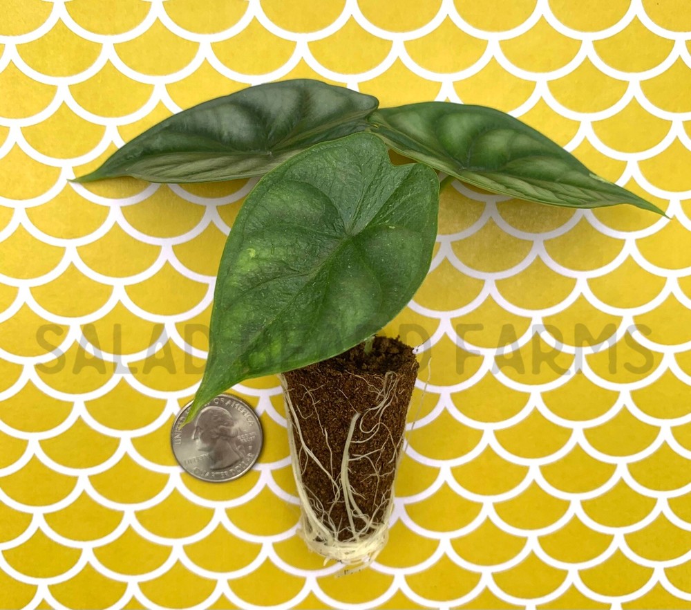 Alocasia 'Dragon Scale' starter plant