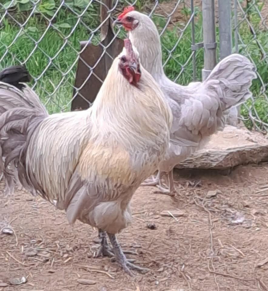 6+1 Hedemora Hatching Eggs Npip/ai