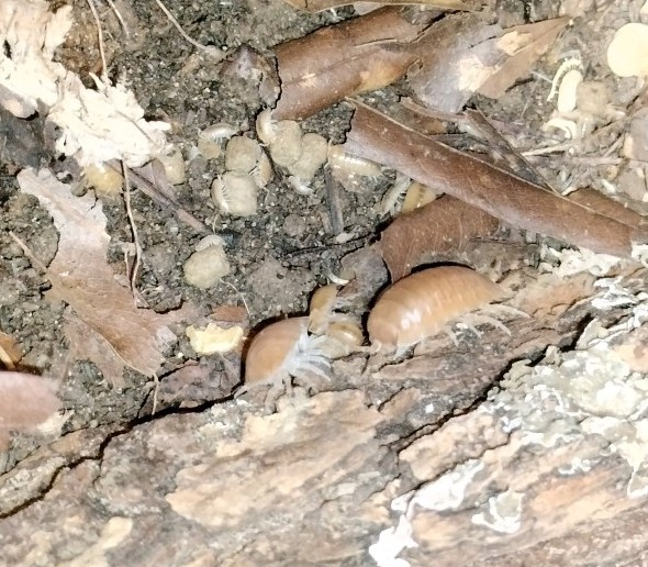 Porcellio Laevis Orange - 15+ Count