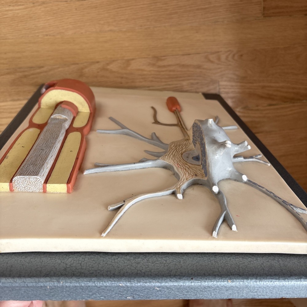 Neuron Model Nerve Cell Vintage German SOMSO