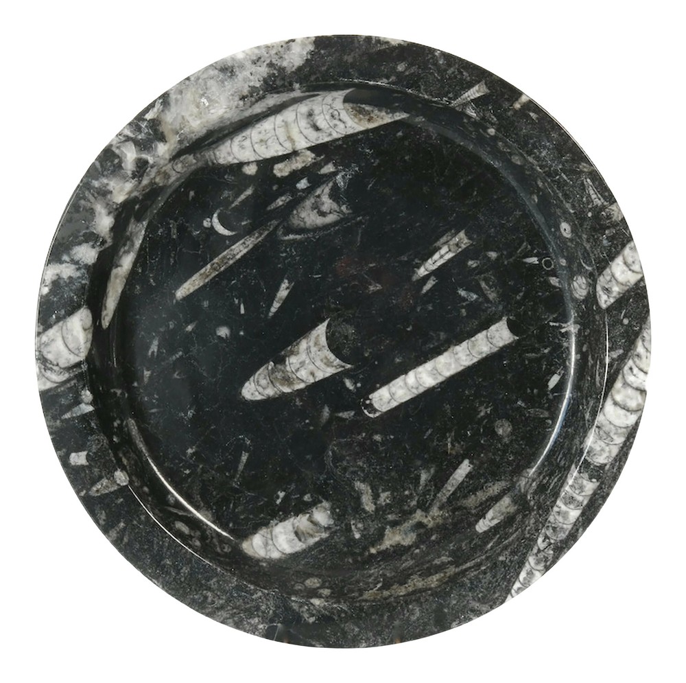 Natural Stone Ammonite Fossils Platter