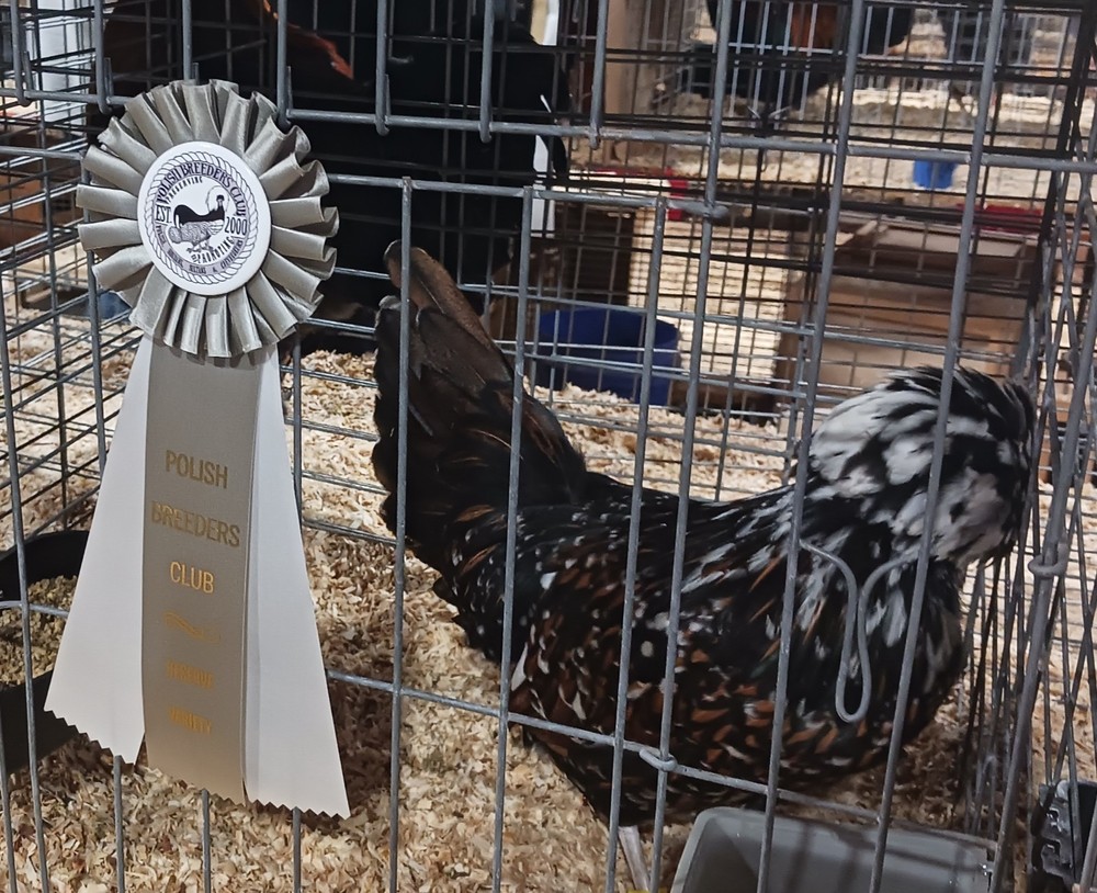 polish tolbunt hatching eggs