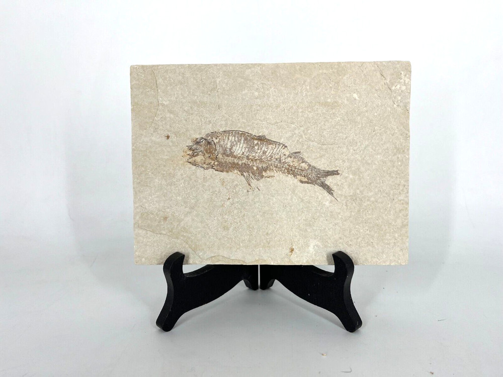 Fossil Fish Green River Formation Kemmerer Wyoming