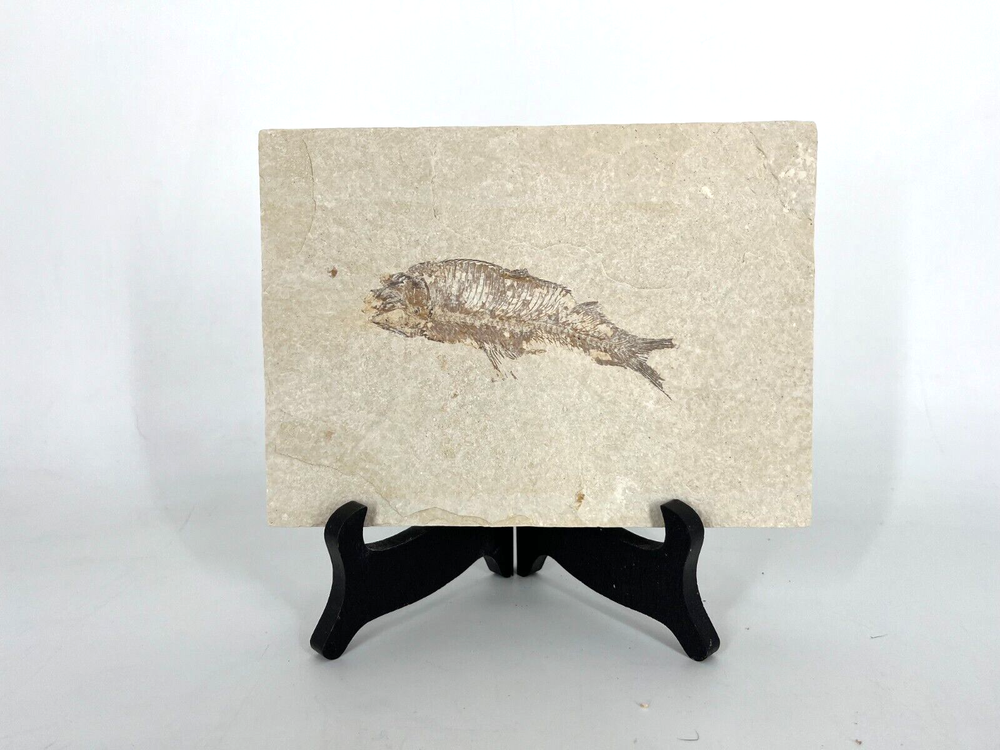 Fossil Fish Green River Formation Kemmerer Wyoming