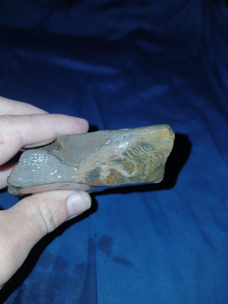 10 oz Texas Petrified Wood