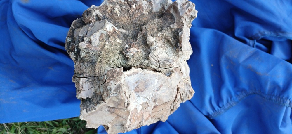 Petrified wood Log