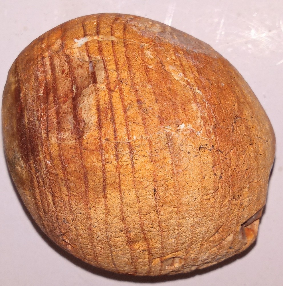 Petrified Fossil AZ Rough 202g