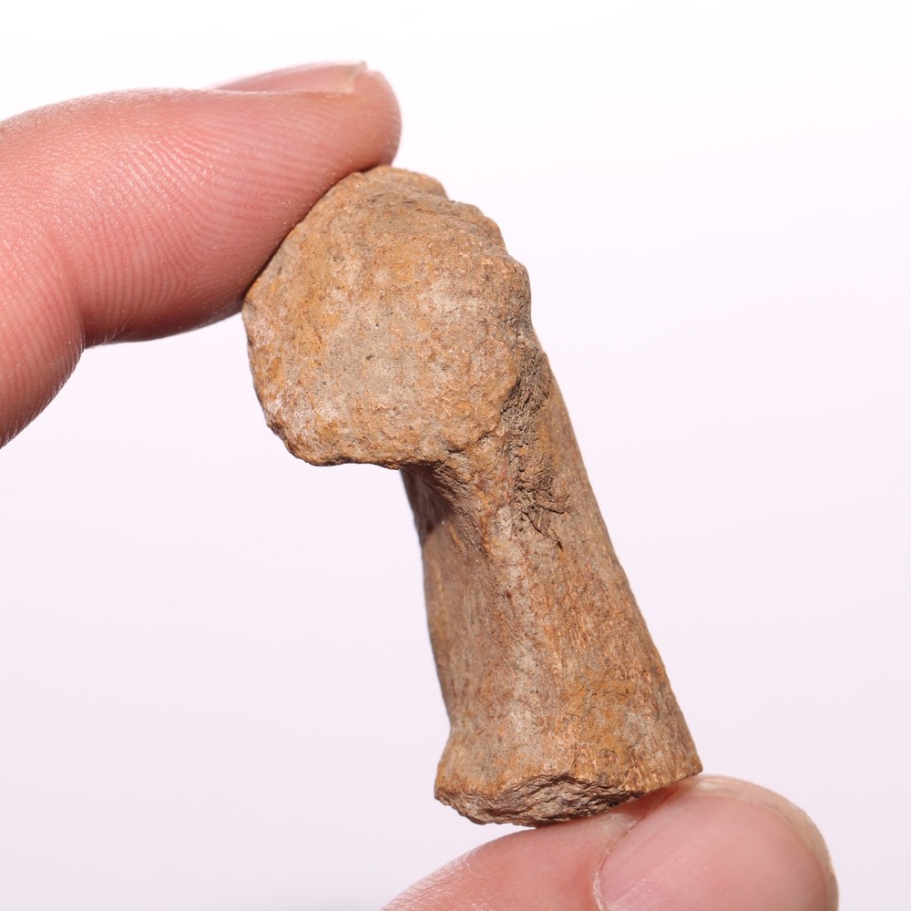Dinosaur Chevron Bone End Piece - Hell Creek Formation Cretaceous