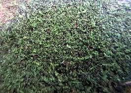 HIGH JOHN FLOOR SWEEP 1 OZ