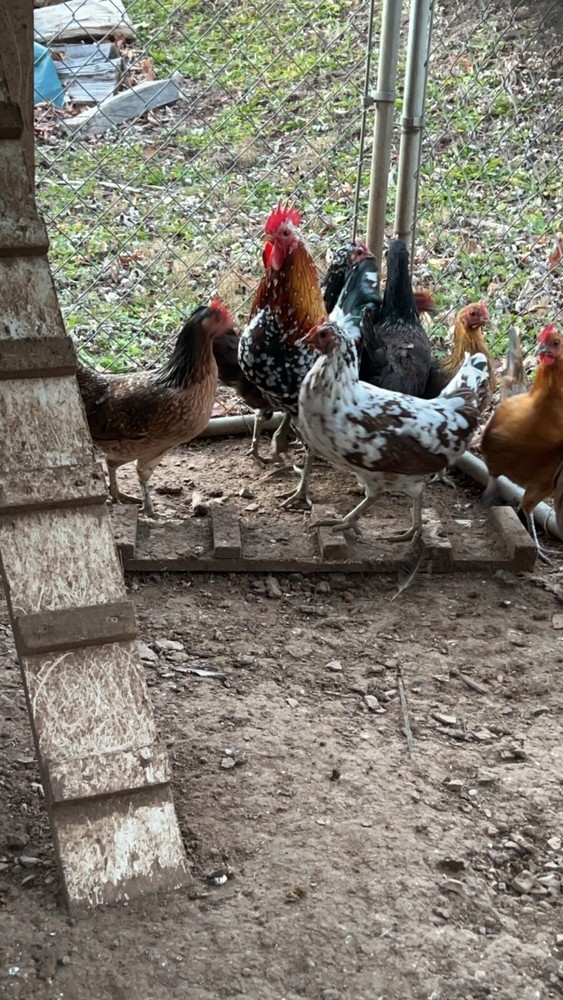 12 + laughing chicken eggs