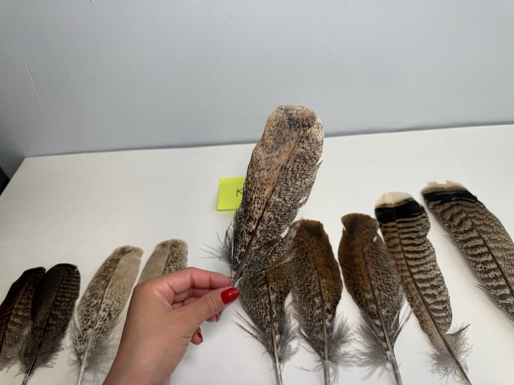 10 Assorted Turkey Wing Feathers 8 - 12 + Inches (K)