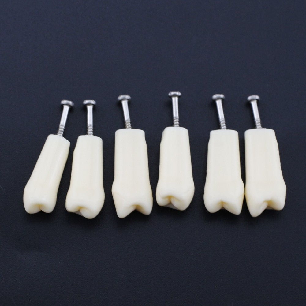 Kilgore Nissin 200 Type Dental Typodont 32PCS Teeth Replacement Training Model