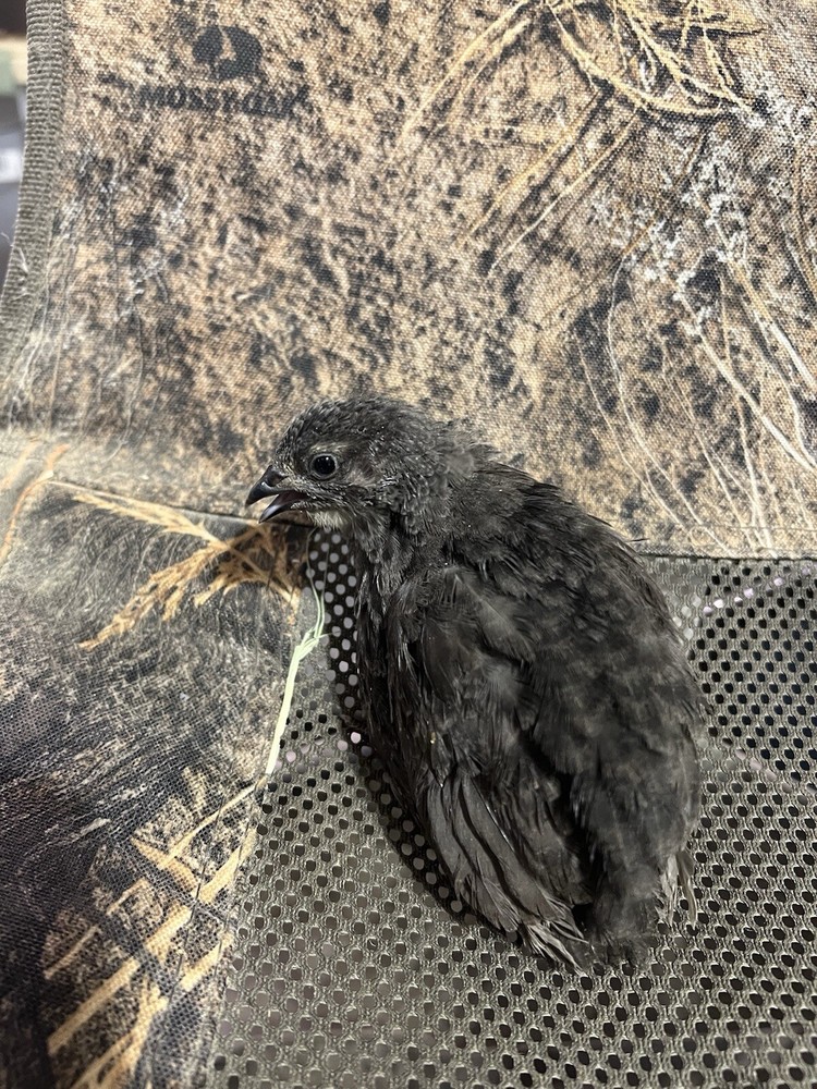 48 All Black Coturnix Quail Hatching Eggs