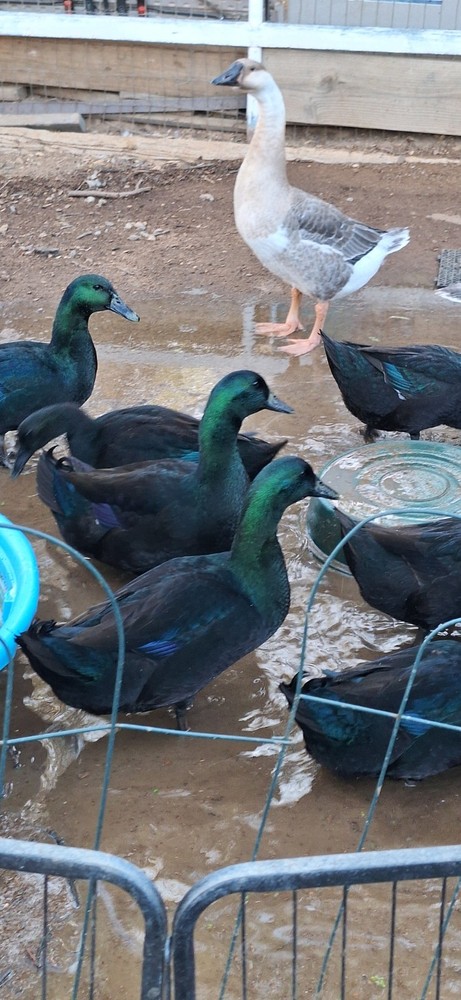 8+ Purebred Cayuga Duck Eggs - Show Quality