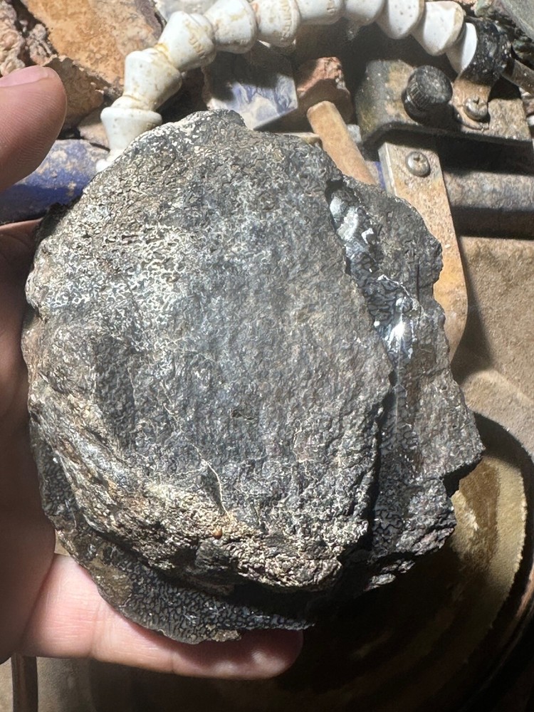 Dinosaur bone rough **hxtled wash split.