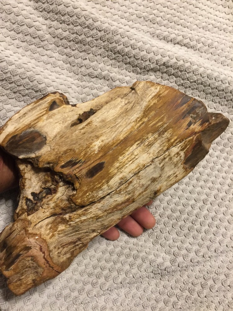 petrified wood log
