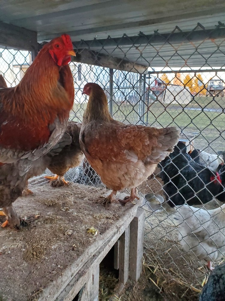 Blue Partridge Brahma Hatching Eggs 8+