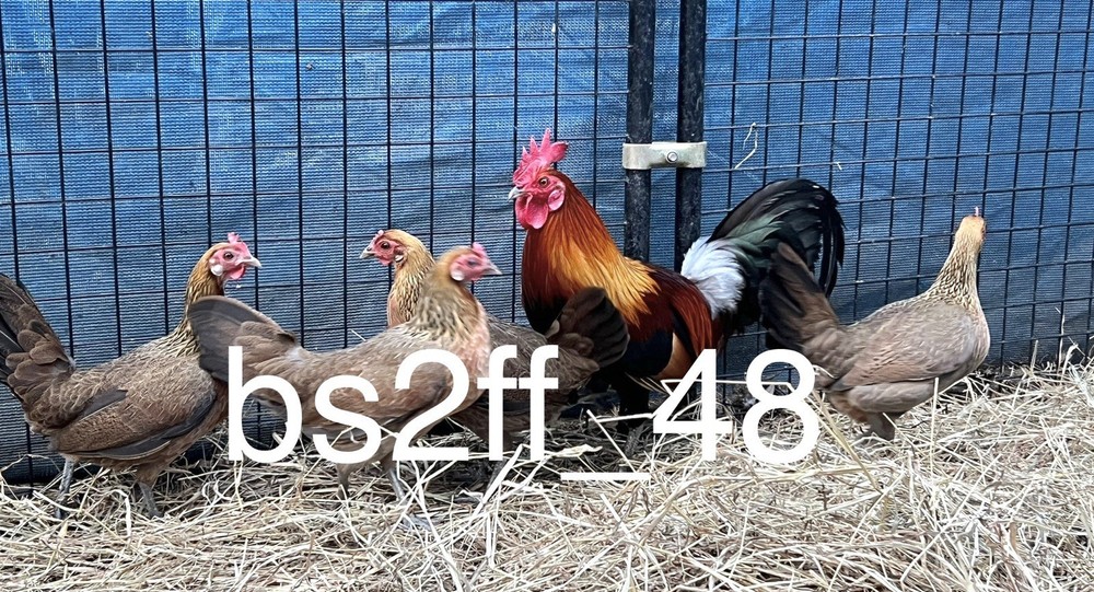 3 Red Jungle Fowl Hatching Eggs