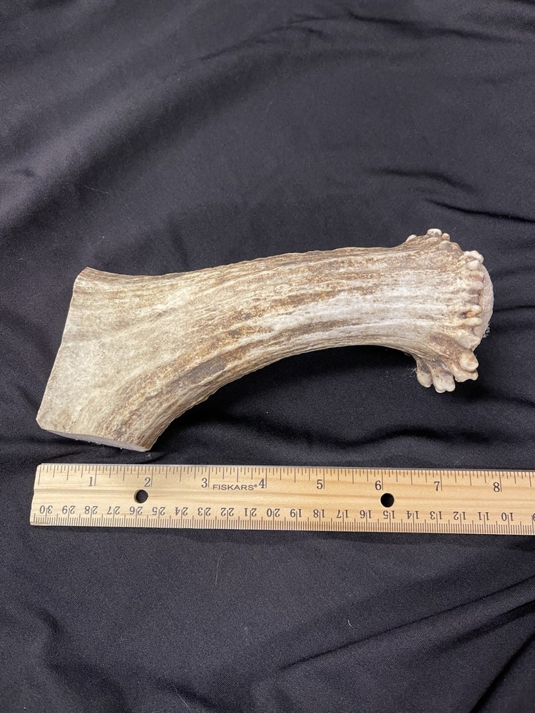 LARGE SHED MOOSE BEAM/BATON/BILLET