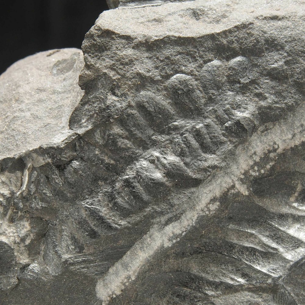 FERN FOSSIL - Carboniferous - Leon - SPAIN 1E7