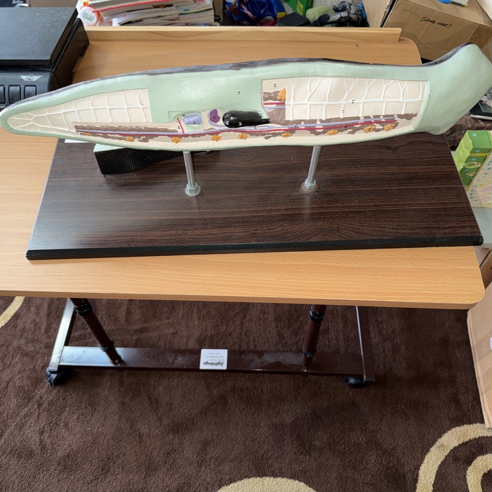 Anatomical Model Planarian Flatworm Bobbitt Laboratories