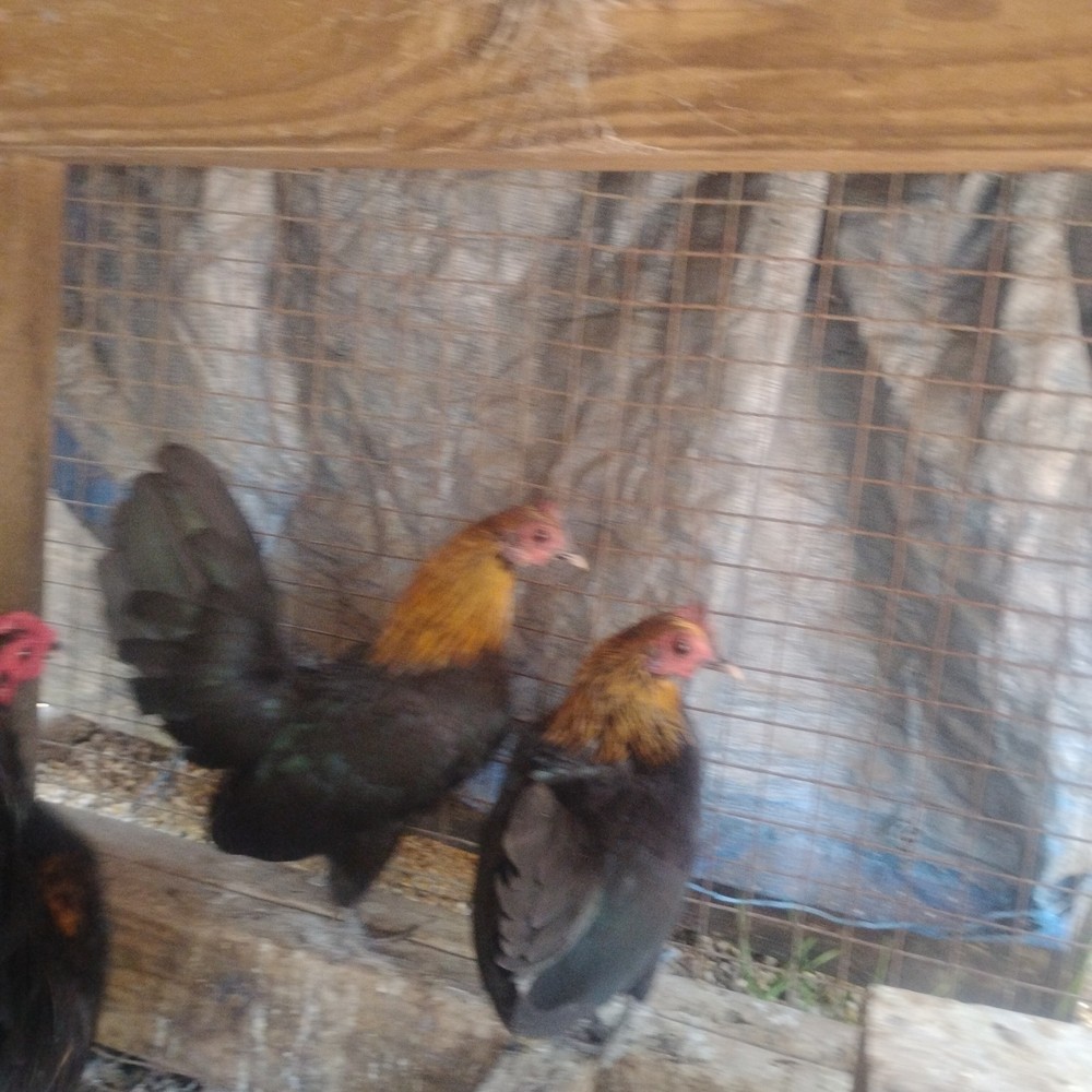 Old English Bantam Mix Hatching Eggs 12 1 dozen $1.25 per egg