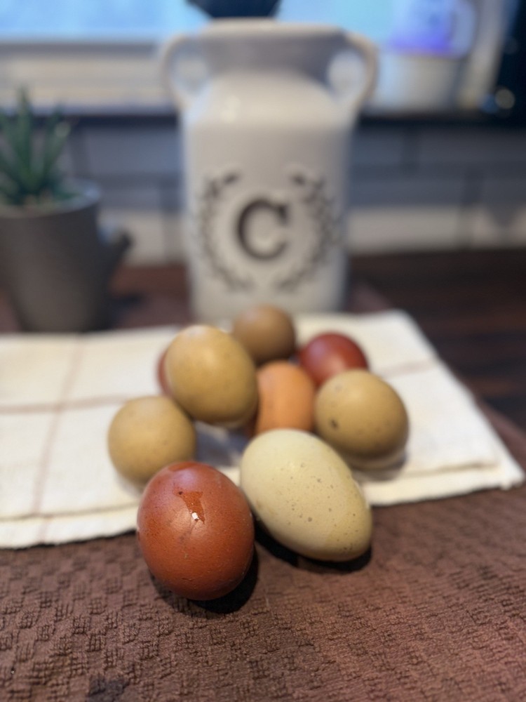 Black Copper Marans & Olive/Coffee/Earth Egger Hatching Eggs