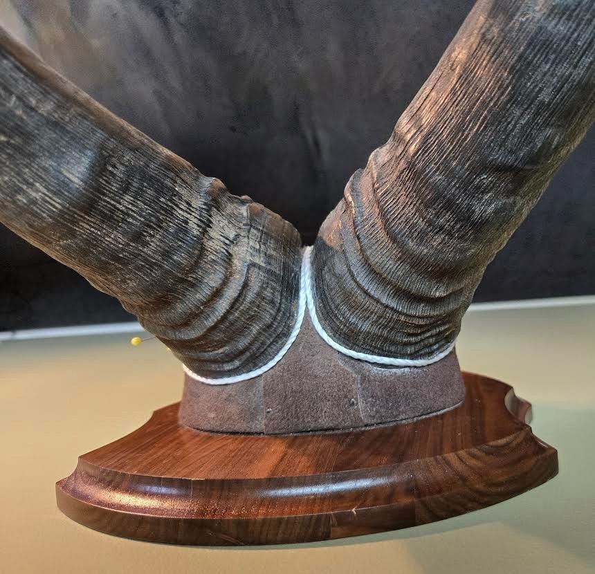 Red Hartebeest Plaque Mounted Horns