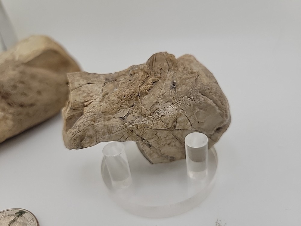 Egg Fossil Permineralized Compression Reptile Egg Fossil