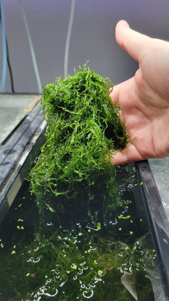 Java Moss (sandwich bag full, 4 oz)