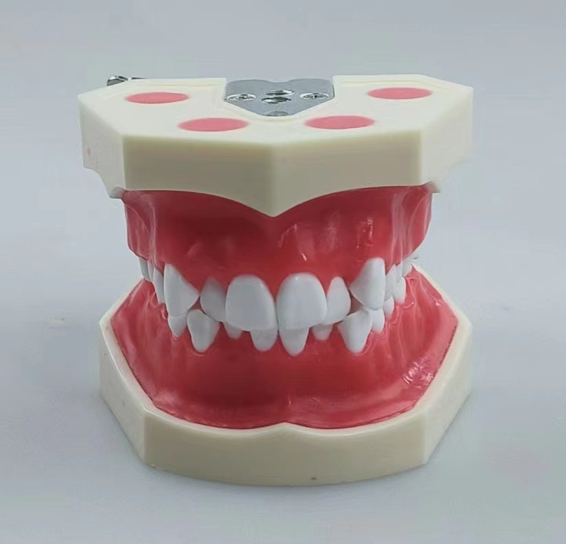 New Reusable Dental Practical Training Model/typodont/orthodontics Wax Model