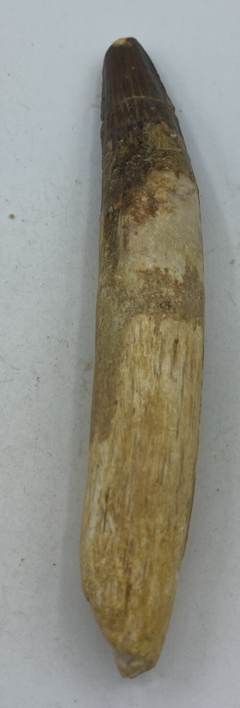 Spinosaurus Teeth Dinosaur F0SSIL Before T Rex Cretaceous K519
