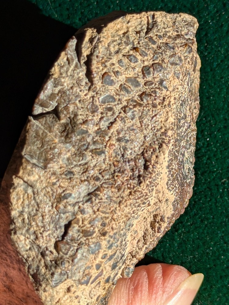 UV * Super Nice Dinosaur Bone * Rough *