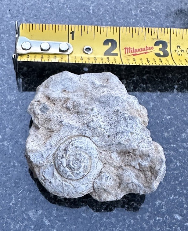 Shell imprint in Limestone Rock Fossil