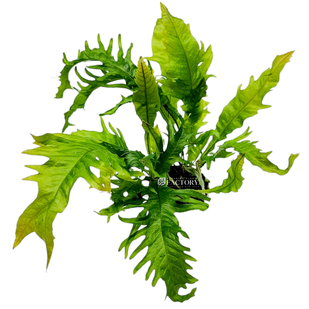 Java Fern Lionfish | Aquarium Plants Factory®