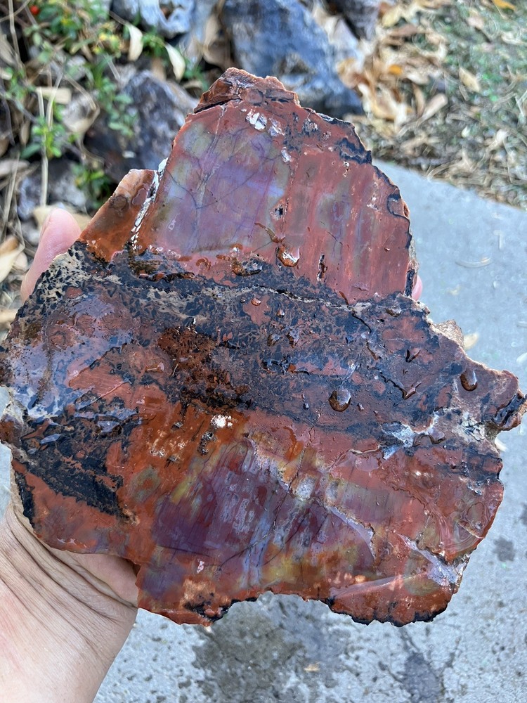 Arizona Petrified Wood