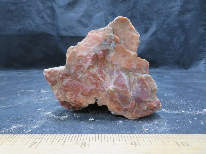 Petrified Wood 1 lbs & 11 ozs