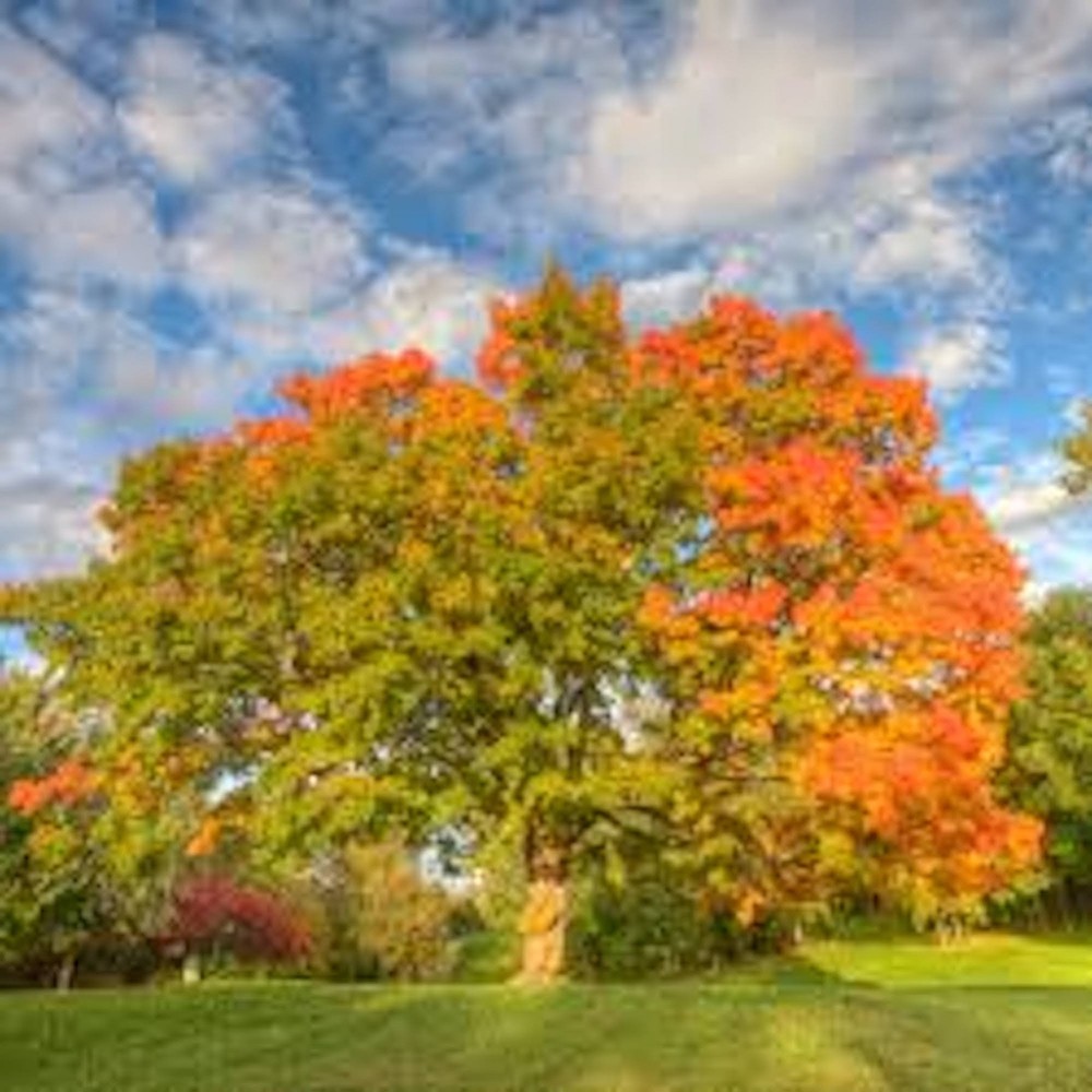 1 Sugar Maple Tree 12-24" Tall Acer saccharum Hard Maple Bare Root